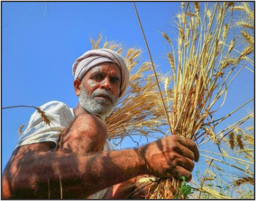 Surat takes organic farming seriously post thumbnail